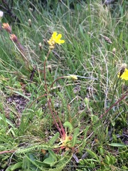 Ivesia lycopodioides