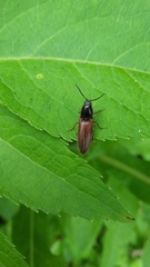 Hemicrepidius decoloratus