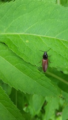 Hemicrepidius decoloratus
