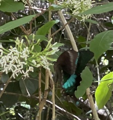 Papilio crino