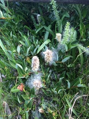 Salix petrophila