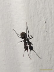 Camponotus novogranadensis