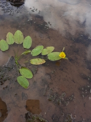 Hydrocleys martii