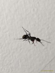 Camponotus novogranadensis