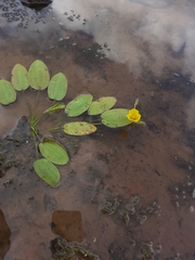 Hydrocleys martii