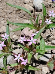 Collomia tinctoria