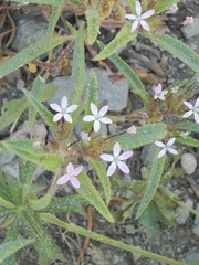 Collomia tinctoria