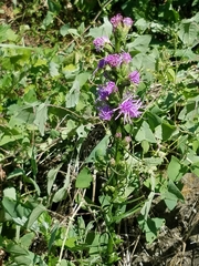Liatris spicata