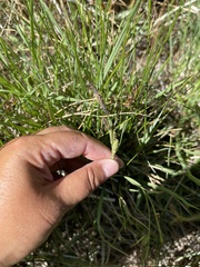 Carex nebrascensis