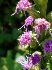 Liatris spicata