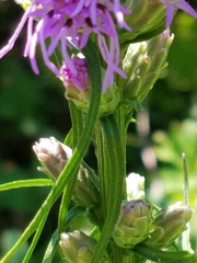 Liatris spicata