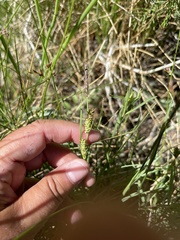 Carex nebrascensis