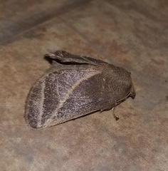 Natada fusca