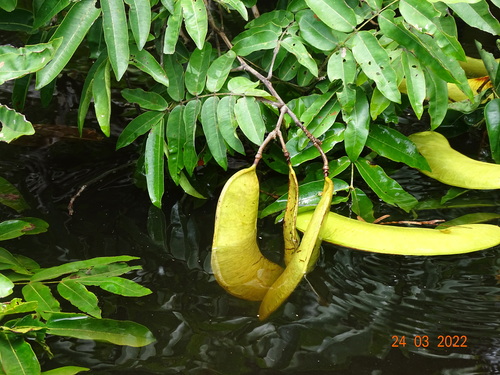 Campsiandra laurifolia observed 2022-03-24