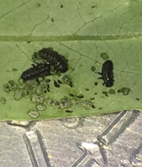 Chrysomela aeneicollis