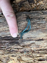 Microglossum nudipes