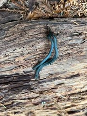 Microglossum nudipes