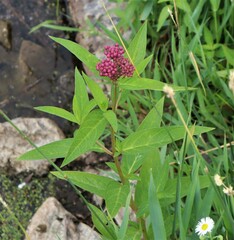 Asclepias incarnata