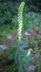 Digitalis micrantha