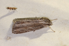 Acronicta lithospila