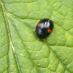 Hyperaspis signata-binotata agg