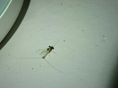 Maccaffertium modestum