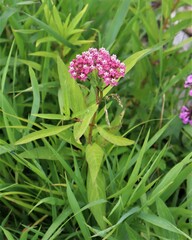 Asclepias incarnata