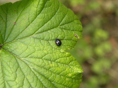 Hyperaspis signata-binotata agg