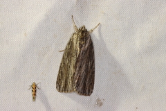 Acronicta lithospila