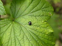 Hyperaspis signata-binotata agg