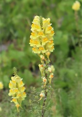 Linaria vulgaris