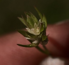 Polygonum polygaloides