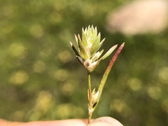 Polygonum polygaloides