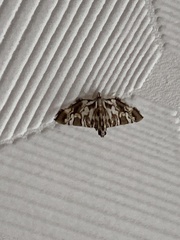 Chabula acamasalis