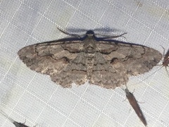 Iridopsis vellivolata