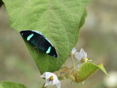 Perisama bomplandii parabomplandii