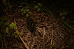 Coturnix pectoralis