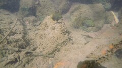 Scatophagidae