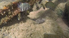 Scatophagidae