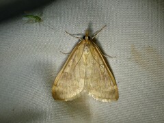 Framinghamia helvalis
