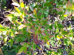 Vaccinium angustifolium image