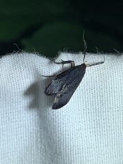 Dichomeris nonstrigella