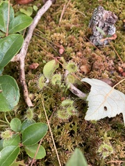 Drosera rotundifolia