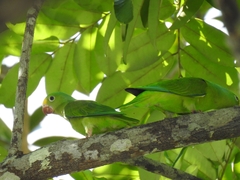 Brotogeris sanctithomae