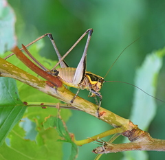 Eupholidoptera smyrnensis