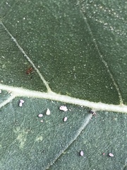 Nylanderia terricola