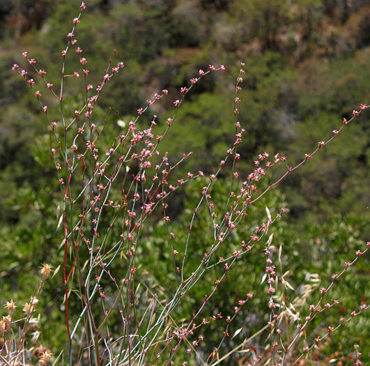 Eriogonum cithariforme