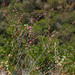 Eriogonum cithariforme - Photo Anthony Valois and the National Park Service, sin restricciones conocidas de derechos (dominio público)