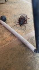 Prionus californicus