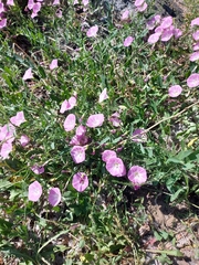 Convolvulus arvensis